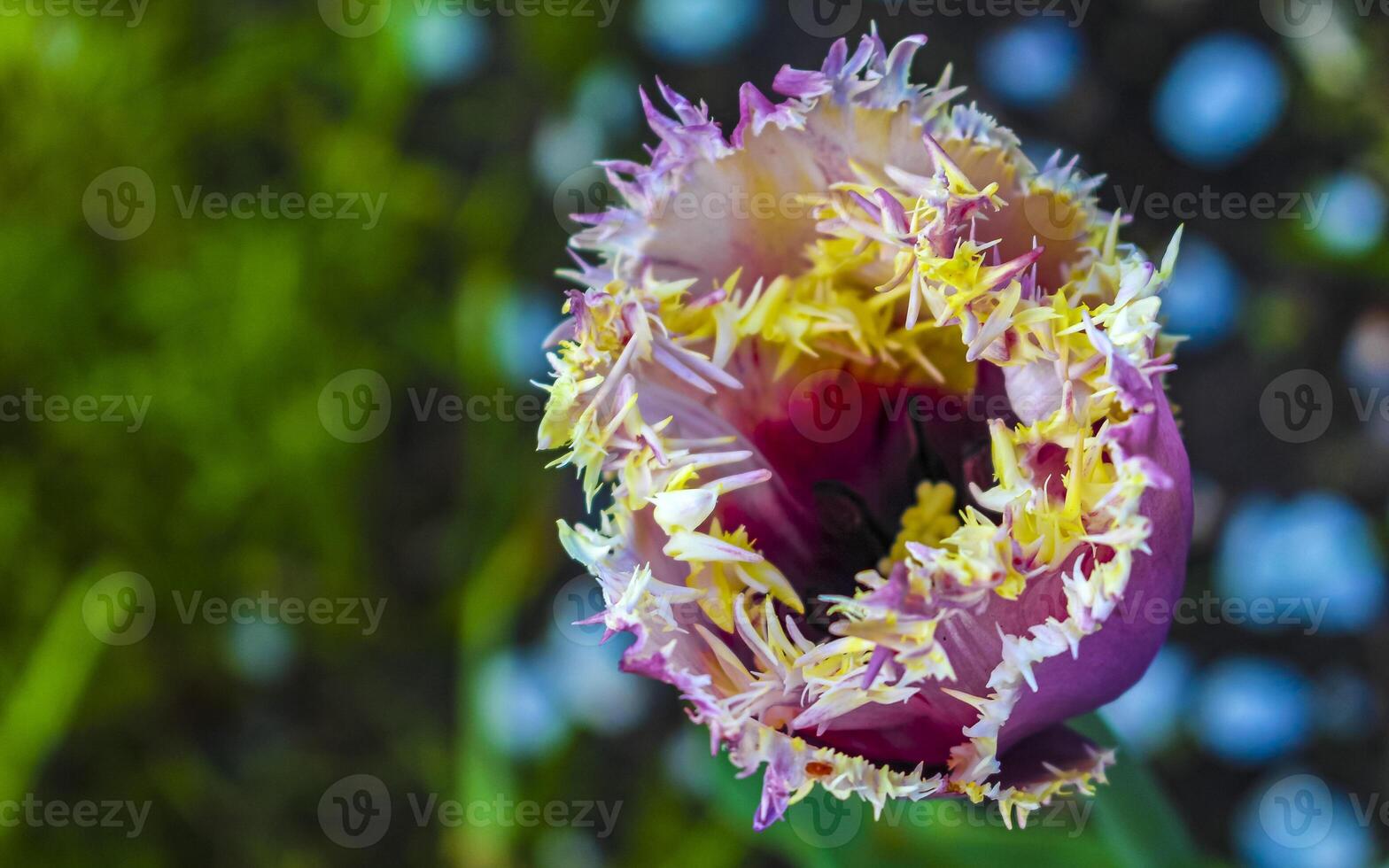 Rosa amarelo e roxa lindo colorida tulipas dentro a jardim. foto