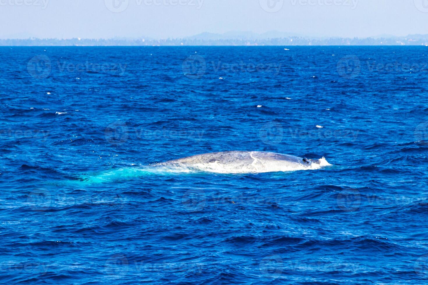 azul baleia às a superfície do a mar mirissa de praia sri lanka. foto