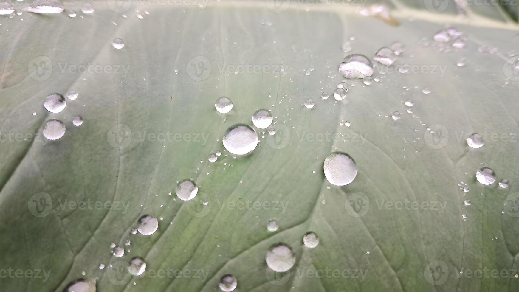 gotas de água em uma folha foto