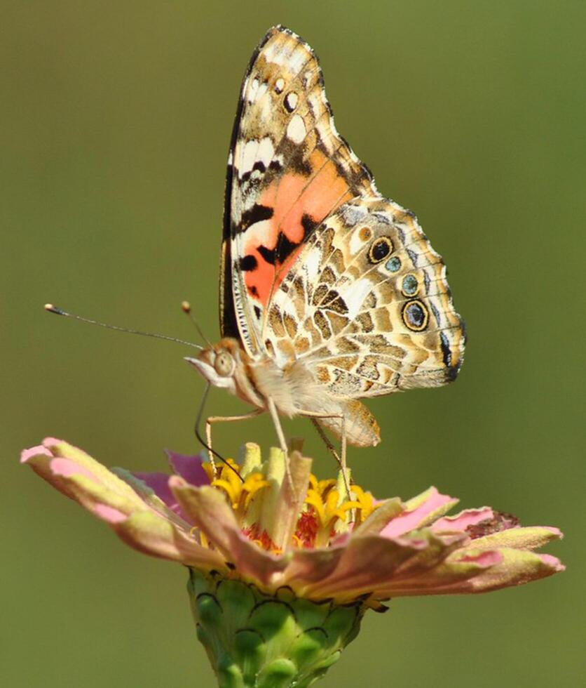 monarca, lindo borboleta fotografia, lindo borboleta em flor, macro fotografia, lindo natureza foto