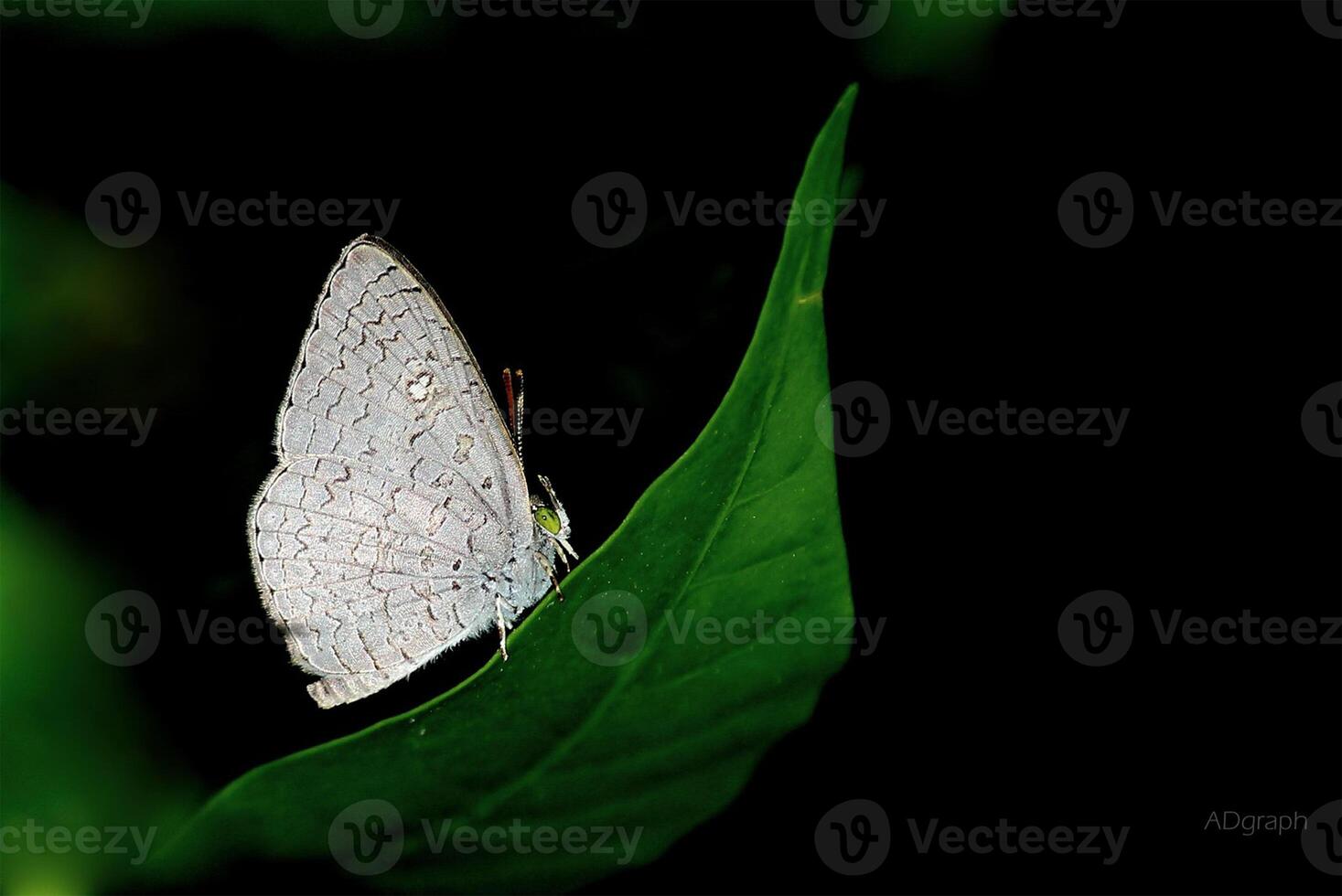 monarca, lindo borboleta fotografia, lindo borboleta em flor, macro fotografia, lindo natureza foto