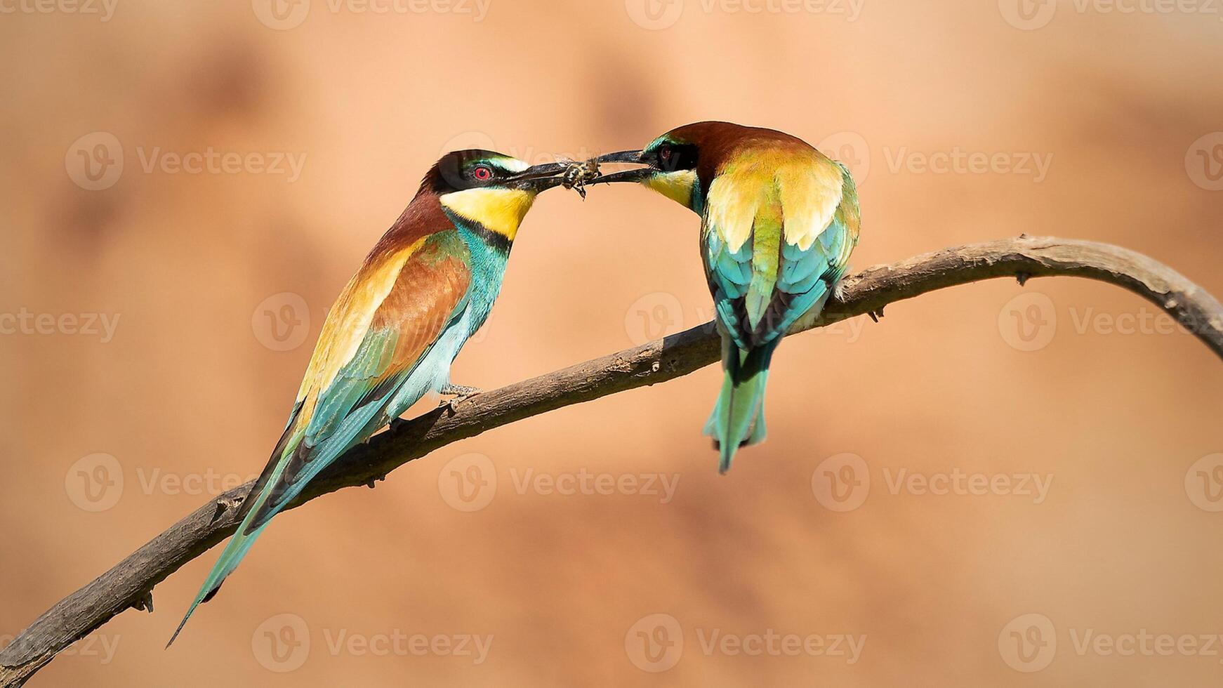 pássaro fotografia, pássaro foto, a maioria lindo pássaro fotografia, natureza fotografia foto