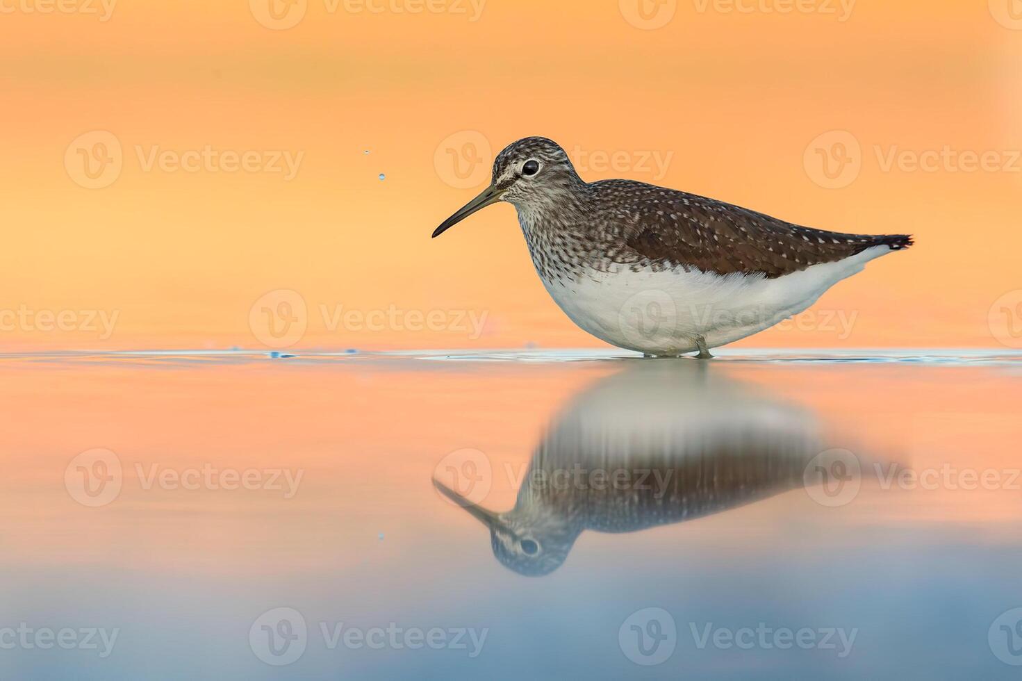 pássaro fotografia, pássaro foto, a maioria lindo pássaro fotografia, natureza fotografia foto