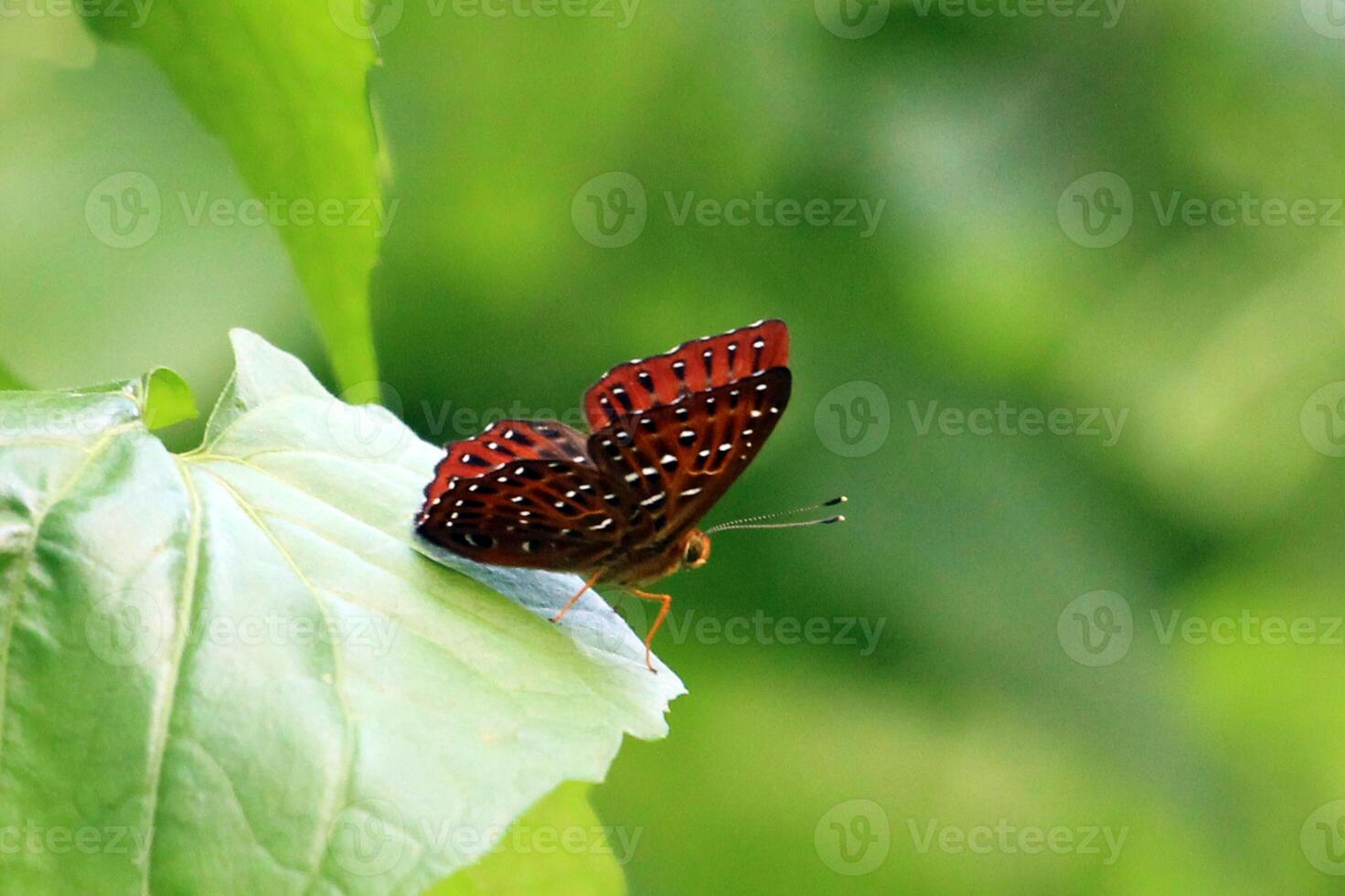 monarca, lindo borboleta fotografia, lindo borboleta em flor, macro fotografia, lindo natureza foto