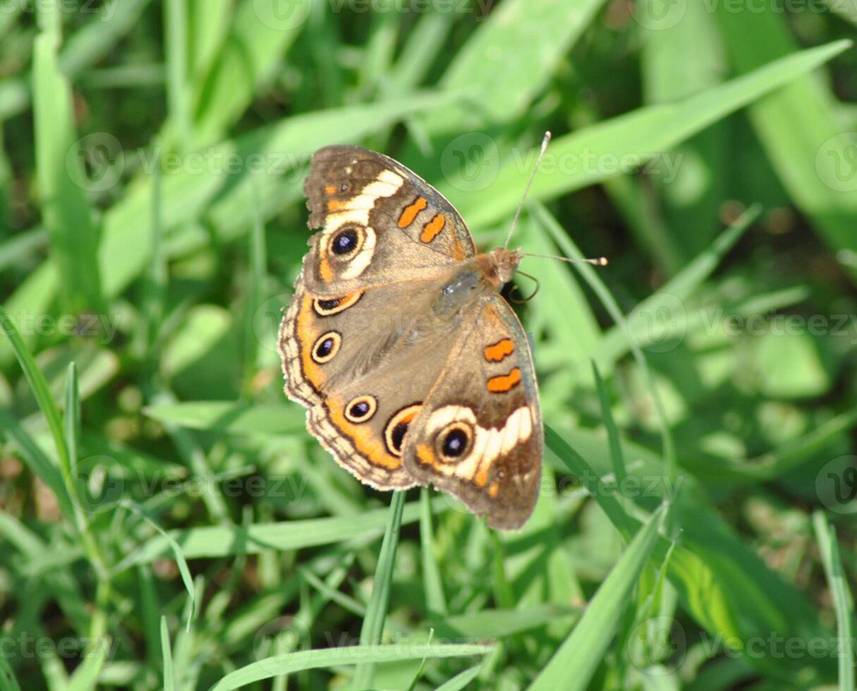 monarca, lindo borboleta fotografia, lindo borboleta em flor, macro fotografia, lindo natureza foto