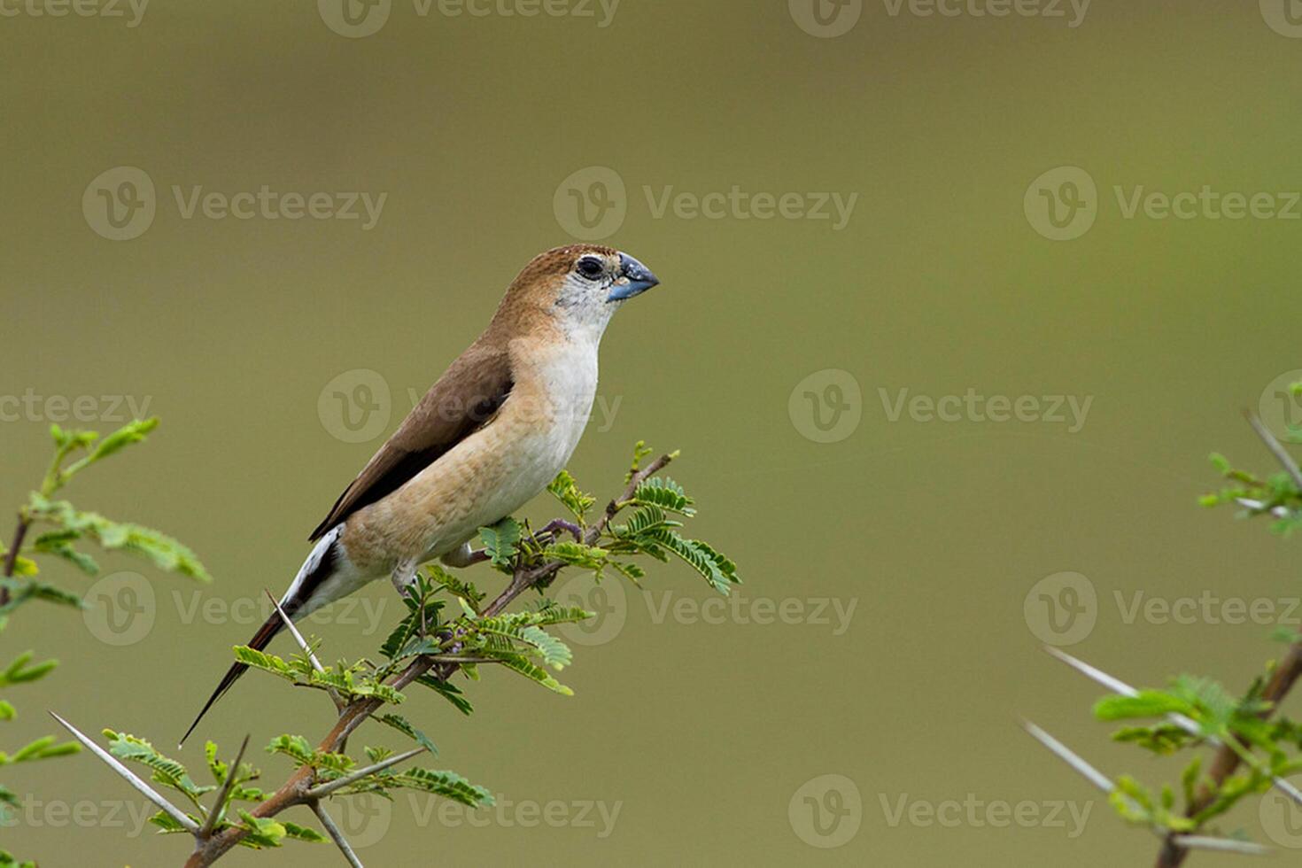 pássaro fotografia, pássaro foto, a maioria lindo pássaro fotografia, natureza fotografia foto