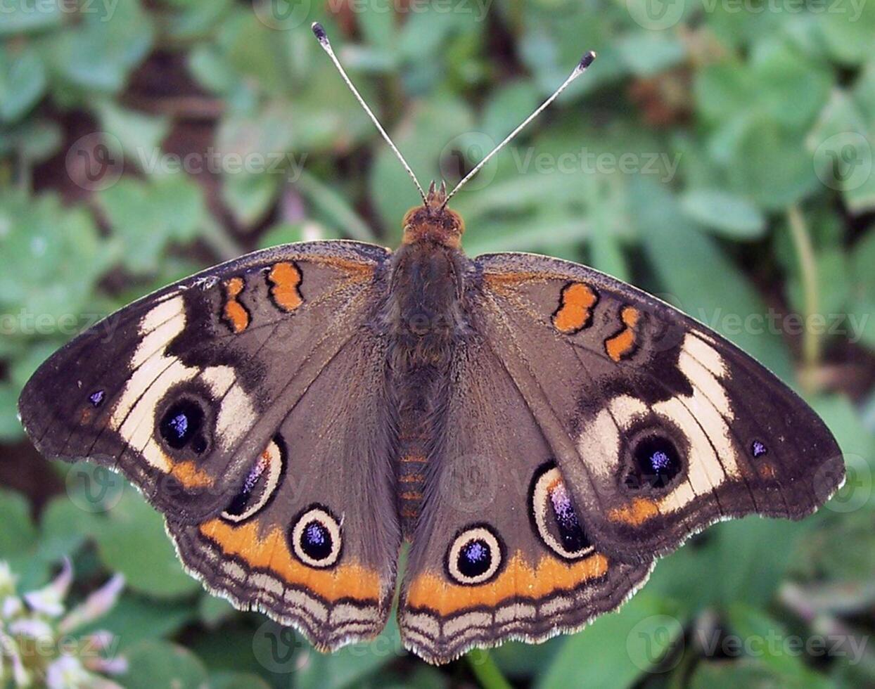 monarca, lindo borboleta fotografia, lindo borboleta em flor, macro fotografia, lindo natureza foto