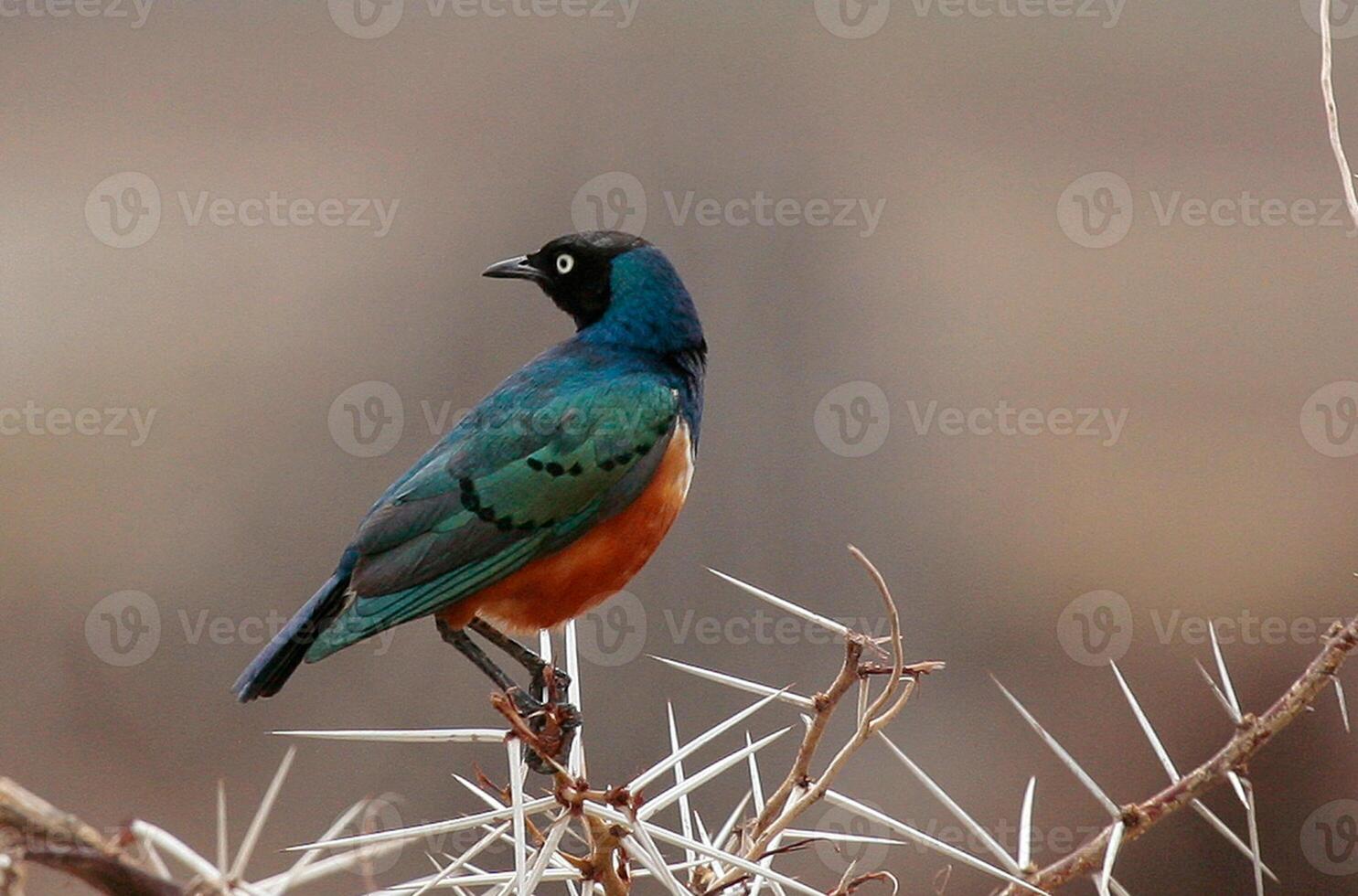 pássaro fotografia, pássaro foto, a maioria lindo pássaro fotografia, natureza fotografia foto