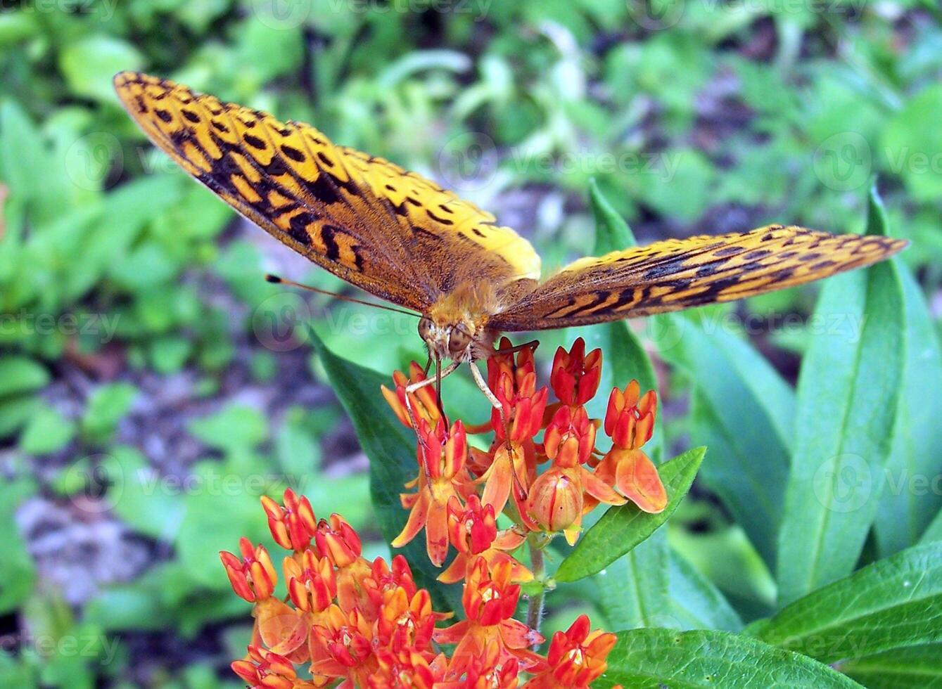 monarca, lindo borboleta fotografia, lindo borboleta em flor, macro fotografia, lindo natureza foto