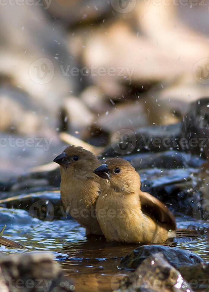 pássaro fotografia, pássaro foto, a maioria lindo pássaro fotografia, natureza fotografia foto