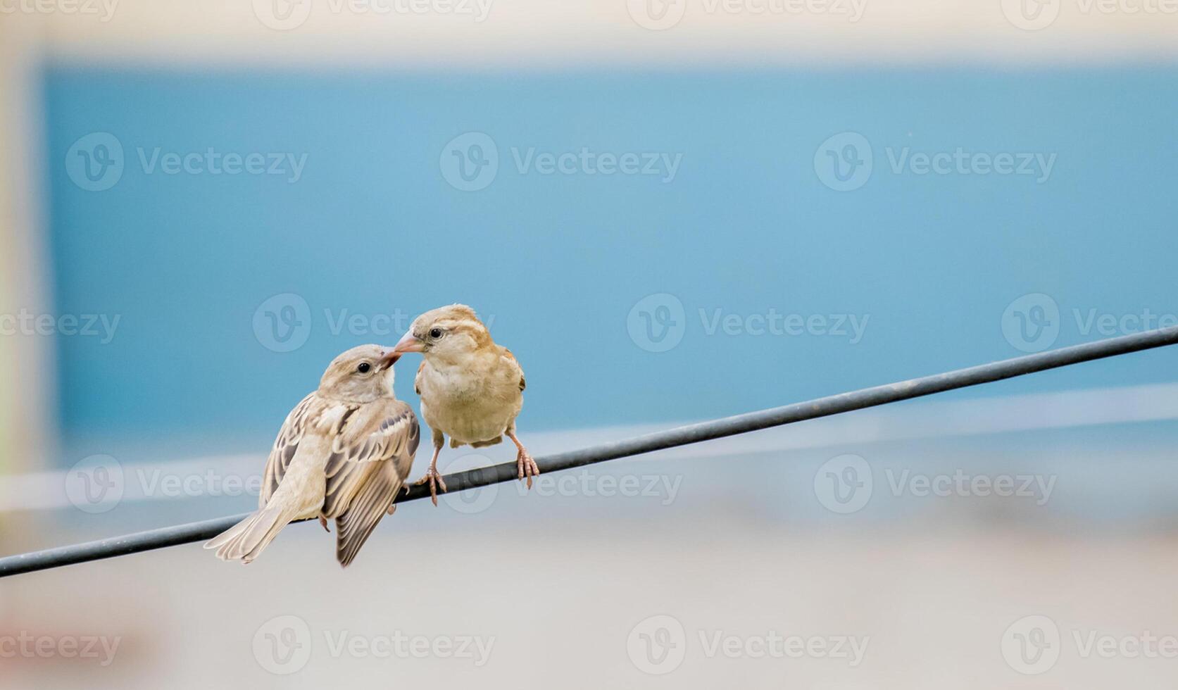 pássaro fotografia, pássaro foto, a maioria lindo pássaro fotografia, natureza fotografia foto