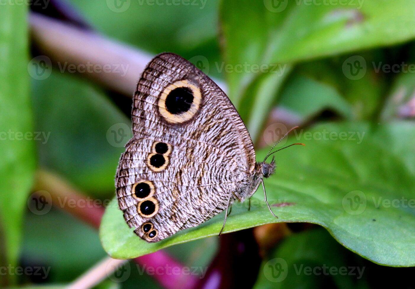 monarca, lindo borboleta fotografia, lindo borboleta em flor, macro fotografia, lindo natureza foto