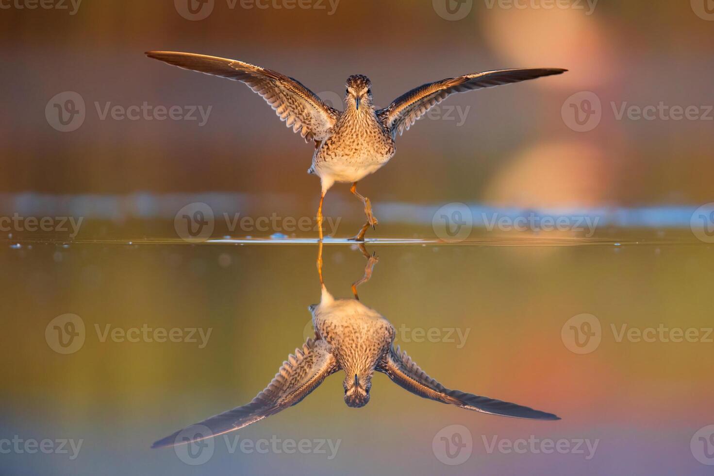 pássaro fotografia, pássaro foto, a maioria lindo pássaro fotografia, natureza fotografia foto