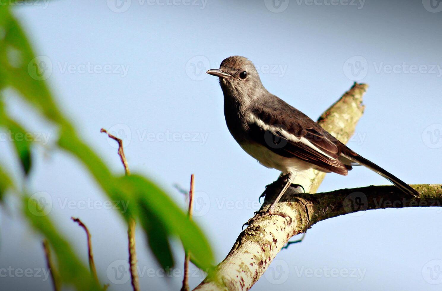 pássaro fotografia, pássaro foto, a maioria lindo pássaro fotografia, natureza fotografia foto