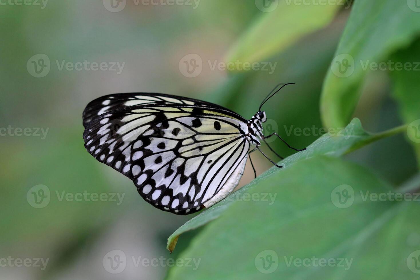 monarca, lindo borboleta fotografia, lindo borboleta em flor, macro fotografia, lindo natureza foto