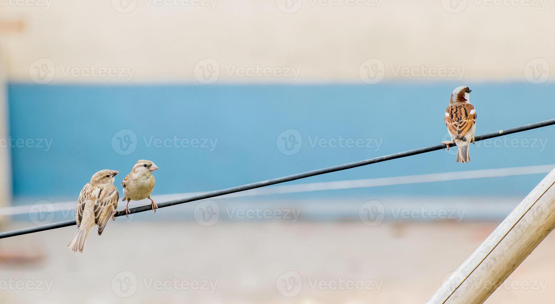 pássaro fotografia, pássaro foto, a maioria lindo pássaro fotografia, natureza fotografia foto