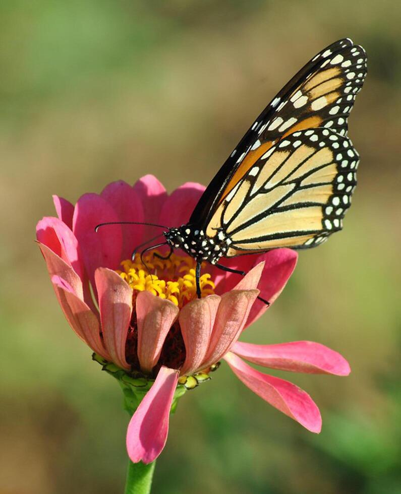 monarca, lindo borboleta fotografia, lindo borboleta em flor, macro fotografia, lindo natureza foto