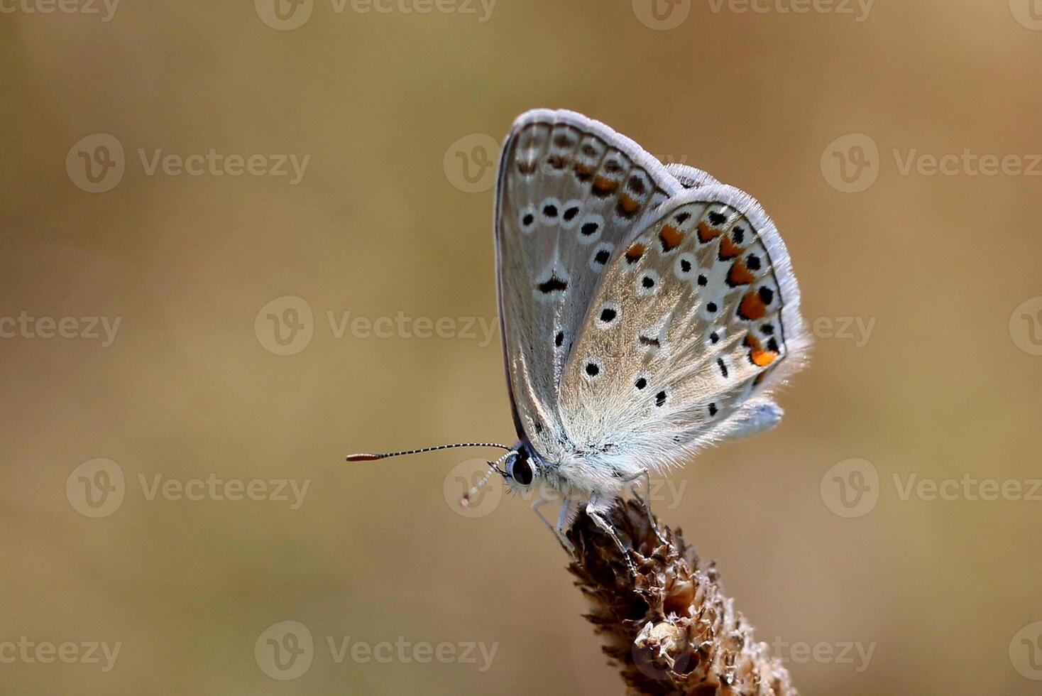 monarca, lindo borboleta fotografia, lindo borboleta em flor, macro fotografia, lindo natureza foto