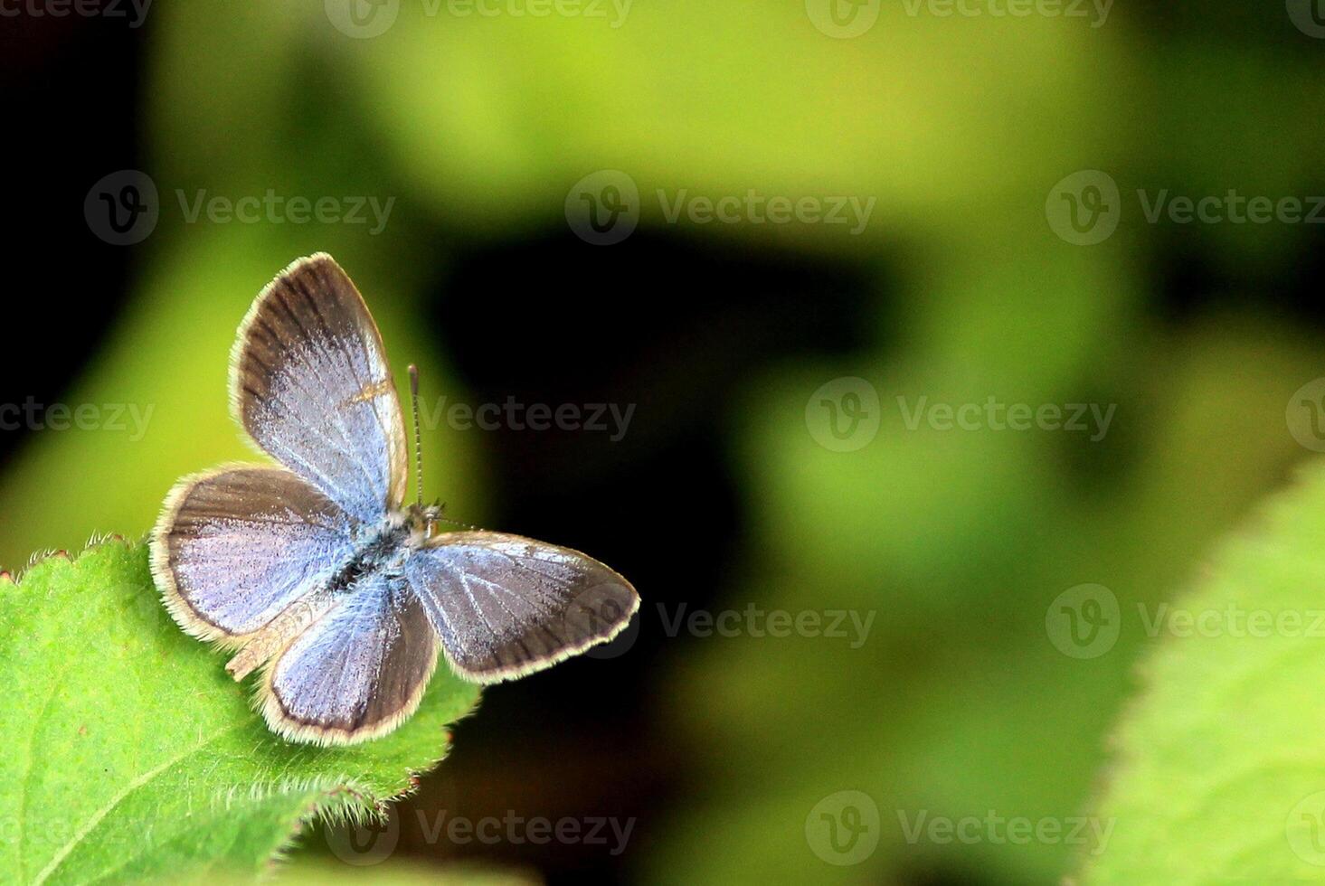 monarca, lindo borboleta fotografia, lindo borboleta em flor, macro fotografia, lindo natureza foto