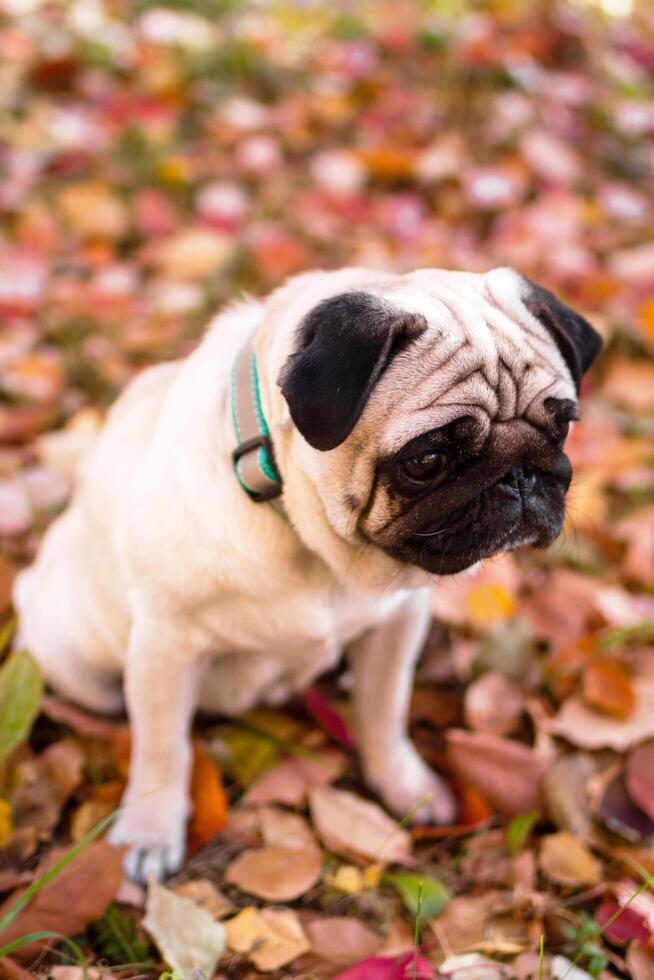 uma pequeno triste pug cachorro dentro outono floresta em uma andar. retrato do uma cachorro em vermelho e laranja seco folhagem. foto