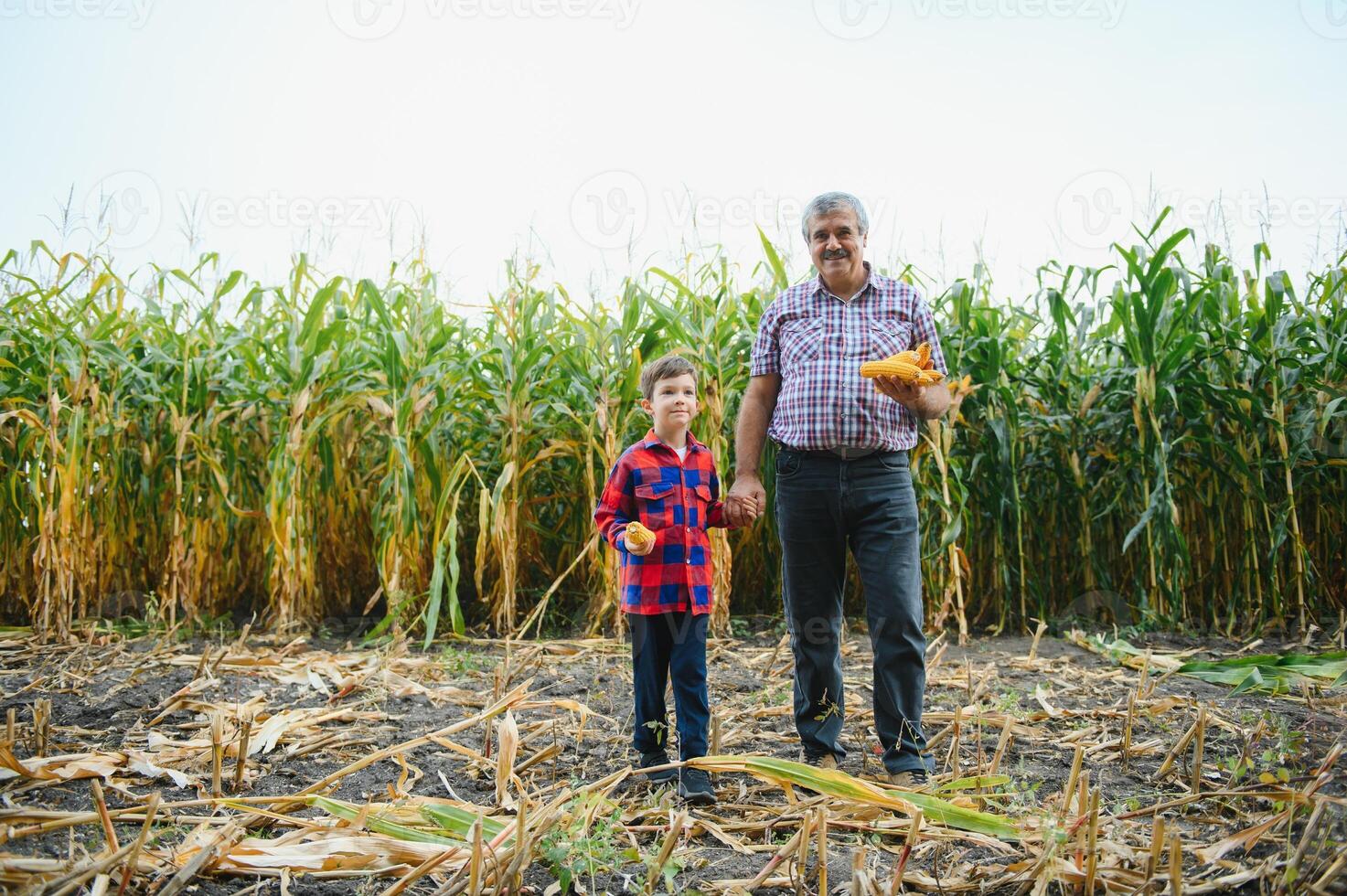 avô e Neto com maduro milho orelhas levando selfie perto seco plantas enquanto trabalhando dentro agrícola campo juntos foto