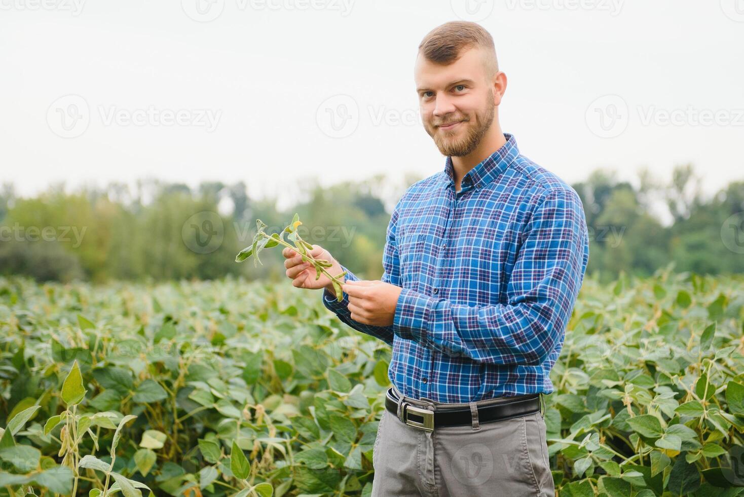 agricultor ou agrônomo examinando verde soja plantar dentro campo foto