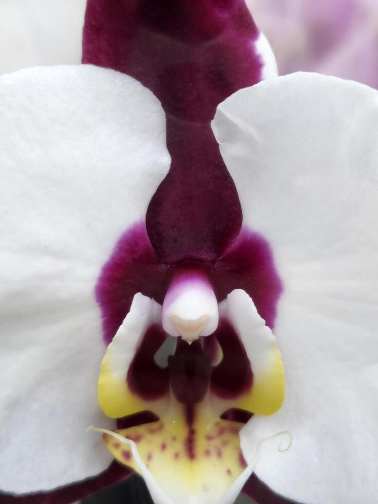 orquídea flor. floral fundo para cumprimento cartão foto