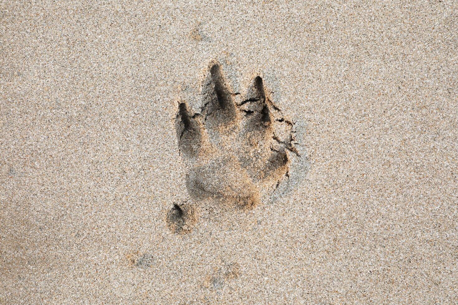 cachorro pegada em a arenoso de praia foto
