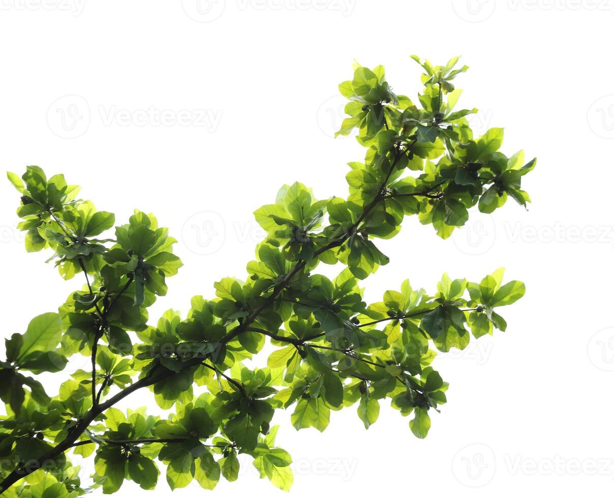 verde folhas com ramo isolado em branco fundo. indiano amêndoa folhas. foto