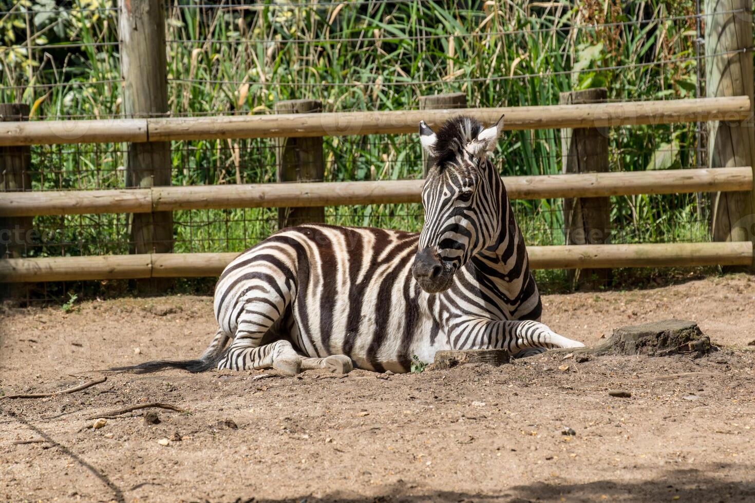 uma zebra em repouso em a terra com uma de madeira cerca dentro a fundo, dentro uma natural habitat configuração às Londres jardim zoológico. foto