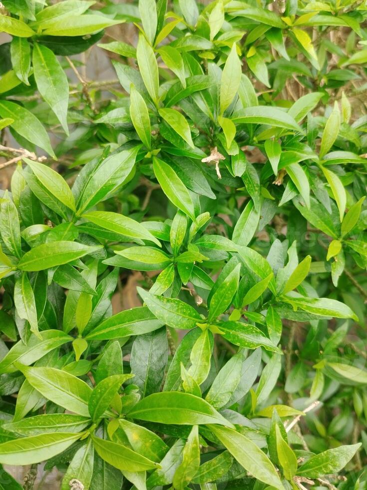 a folhas estão tão fresco dentro a Sol. isto plantar é Próximo para a casa. a foto focos em a verde folhas exposto para luz solar. isto foto estava ocupado com uma celular Câmera