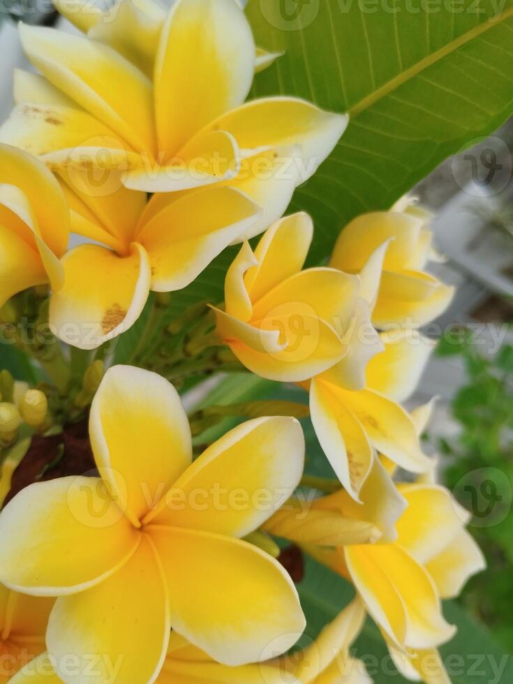 criativo disposição fez do verde folhas e amarelo flores plano deitar natureza conceito. foto ocupado com uma célula telefone Câmera.