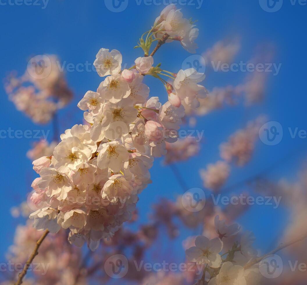 delicado e lindo cereja Flor contra azul céu fundo. sakura florescer. japonês cereja florescer. foto