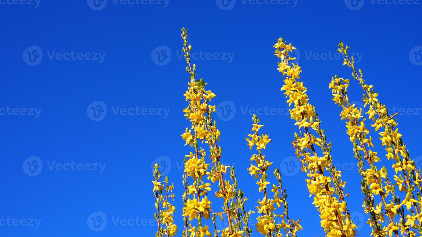 floração forsítia arbusto com amarelo flores em azul céu fundo. lindo amarelo flores foto