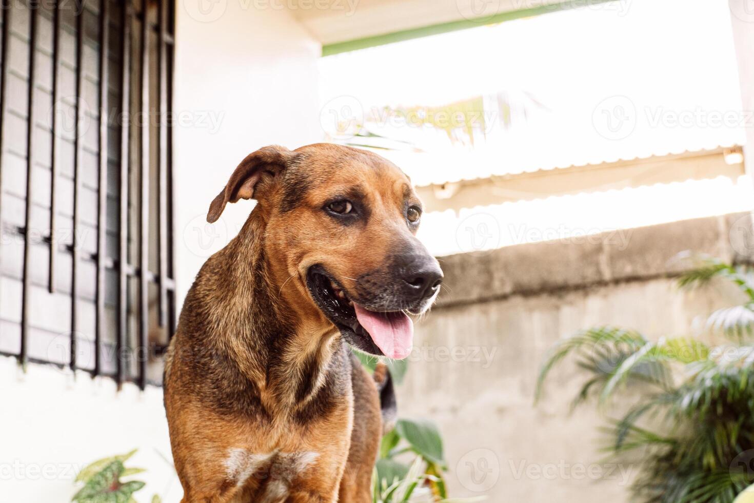 retrato do uma canino animal olhando às Câmera. foto