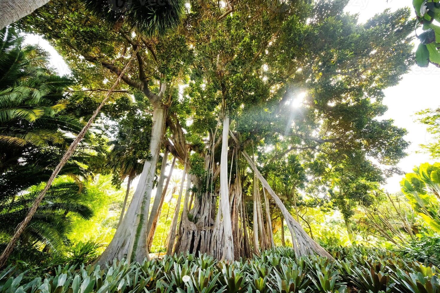 ficus árvore. gplant dentro uma parque dentro porto de la cruz. norte tenerife, canário ilhas, Espanha foto