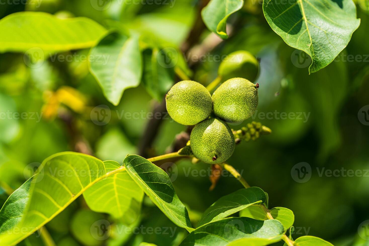 verde noz em uma árvore ramo. fundo do verde folhas e nozes. ensolarado Primavera dia. cru noz. nozes dentro uma verde concha. noz árvore crescer esperando para estar colhido. foto