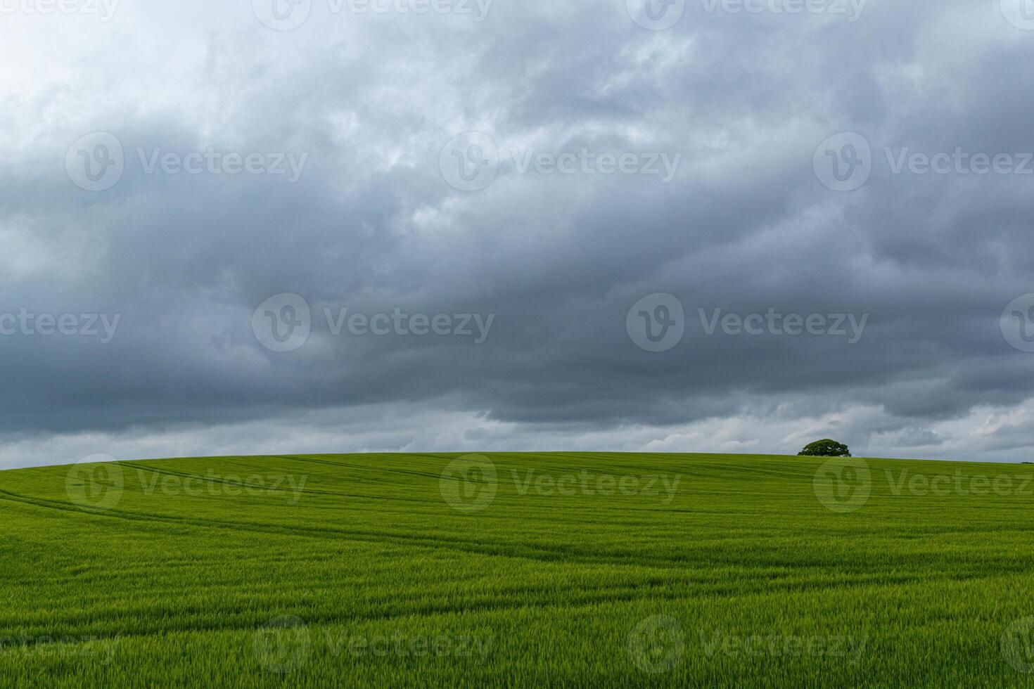 exuberante verde campo debaixo uma tormentoso céu com uma solitário árvore em a horizonte foto