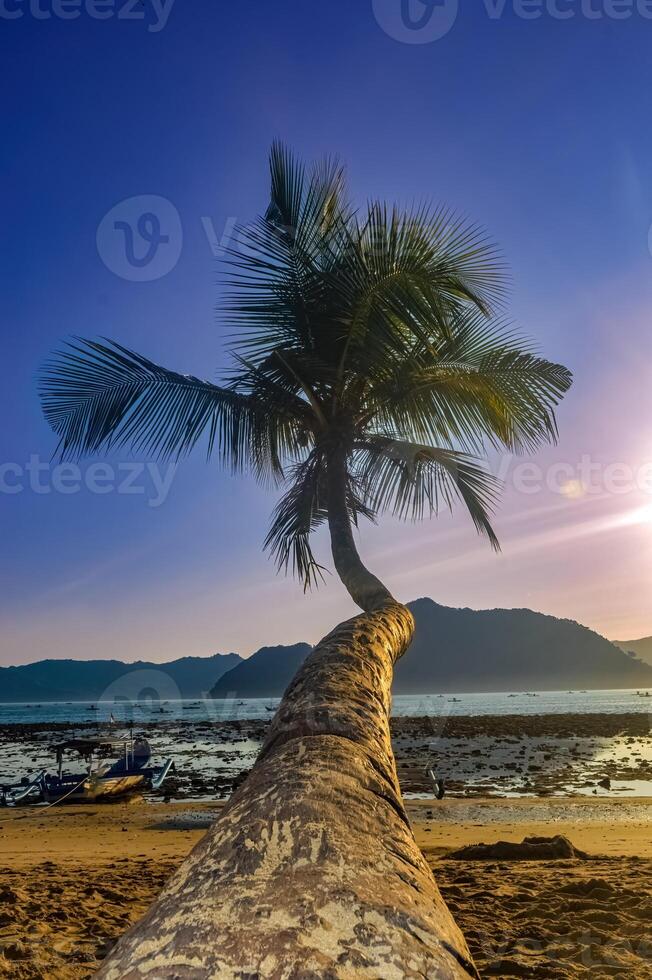 uma coco árvore em a de praia às crepúsculo ou pôr do sol foto