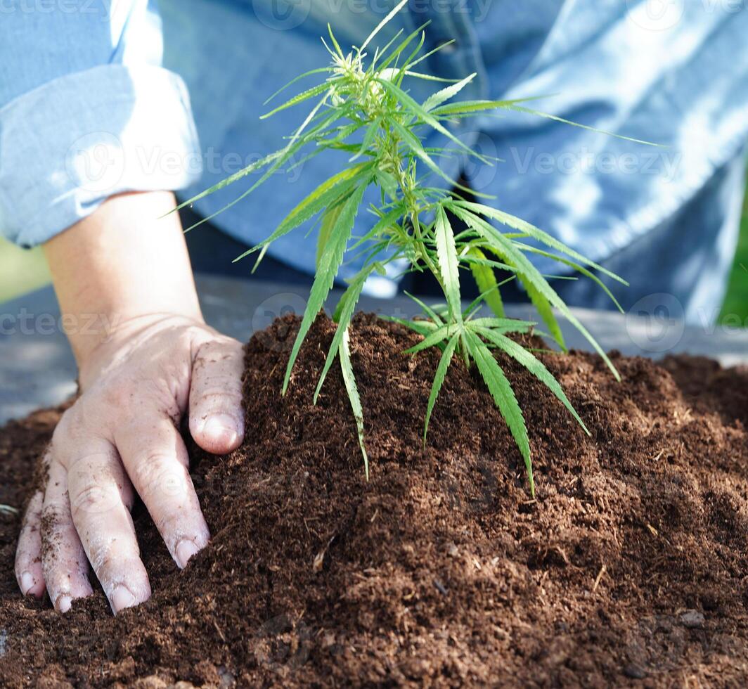 musgo de turfa, solo fertilizante para agricultura orgânica, cultivo de plantas, conceito de ecologia. foto