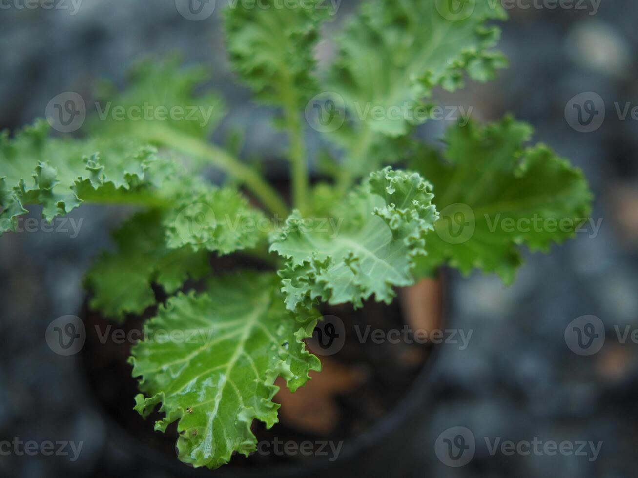 couve vegetal dentro Panela bebê e crescendo acima een vegetal saudável Cuidado foto