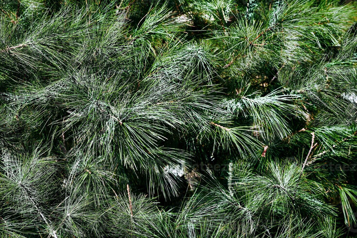 verde saturado abeto galhos com agulhas fundo foto