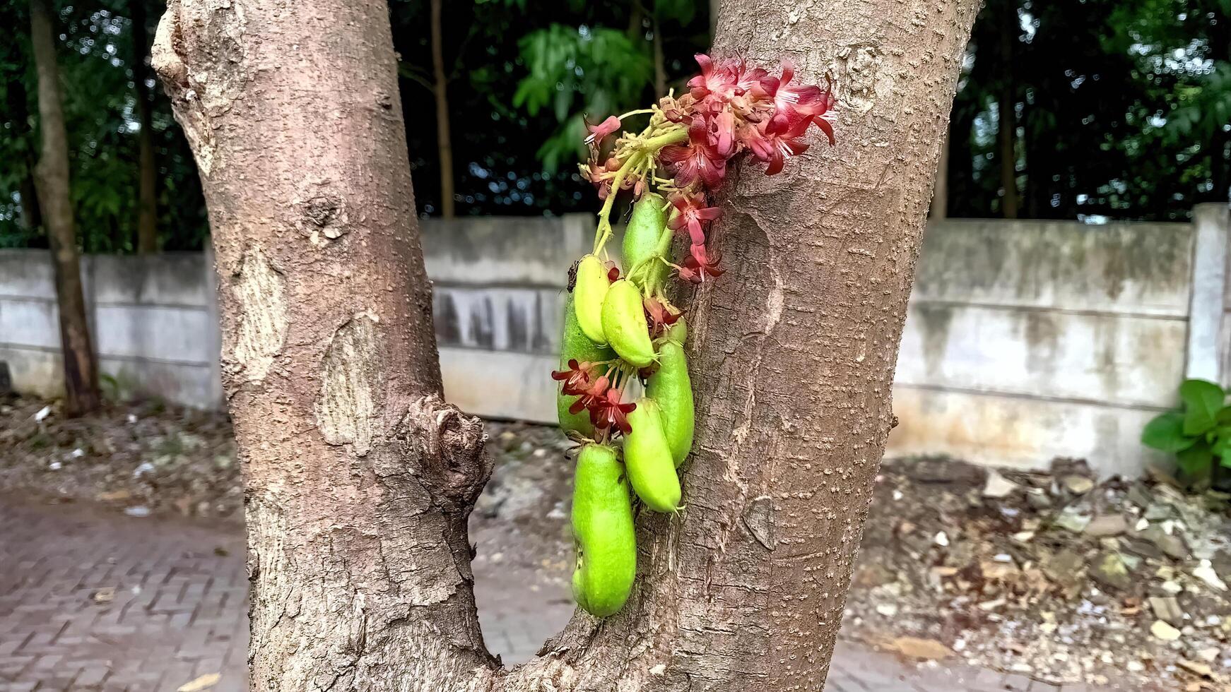 Estrela fruta ou averrhoa bilimbi linn em anexo para a plantar foto