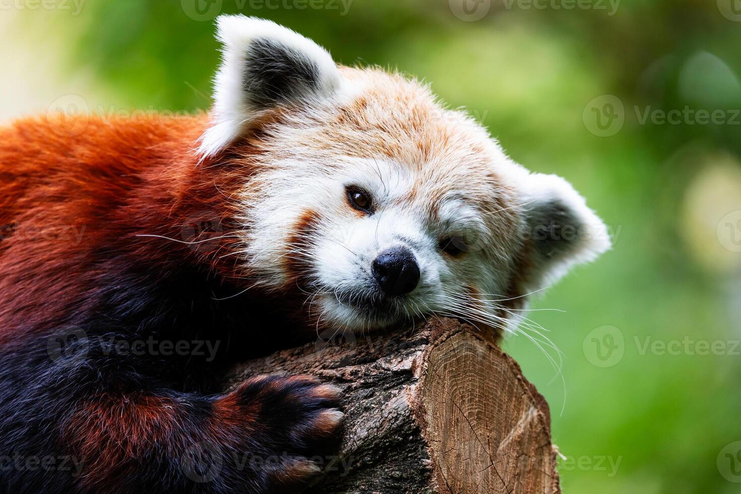 Panda vermelho. mamíferos e mamíferos. mundo terrestre e fauna. vida selvagem e zoologia. foto