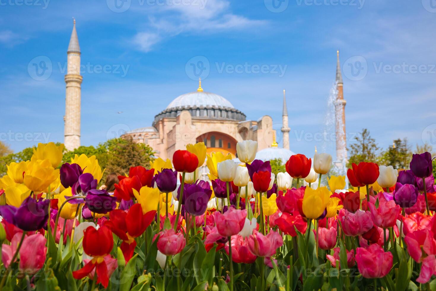 tulipas e hagia Sofia dentro Istambul às Primavera. viagem para Istambul foto