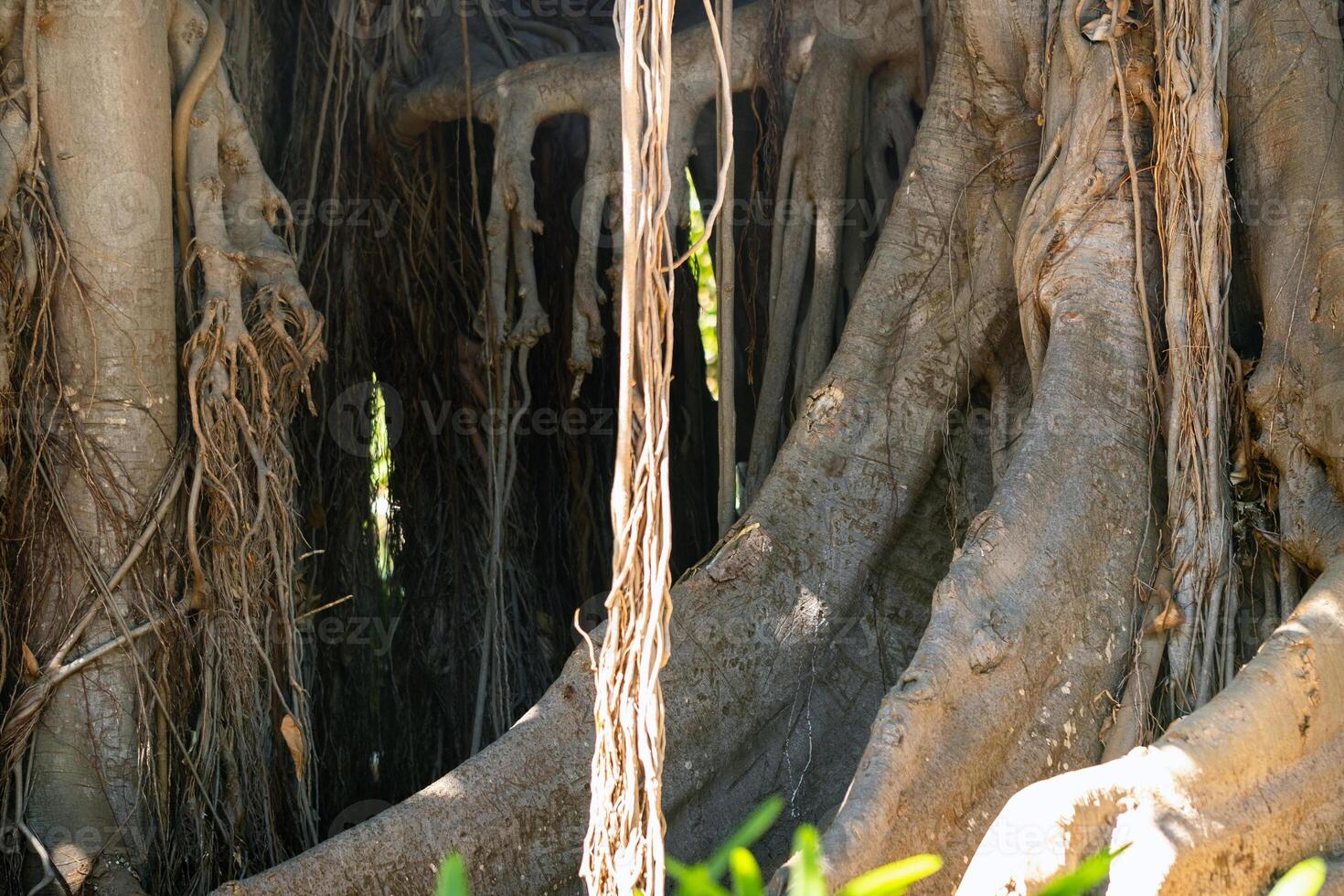 ficus árvore. gplant dentro uma parque dentro porto de la cruz. norte tenerife, canário ilhas, Espanha foto