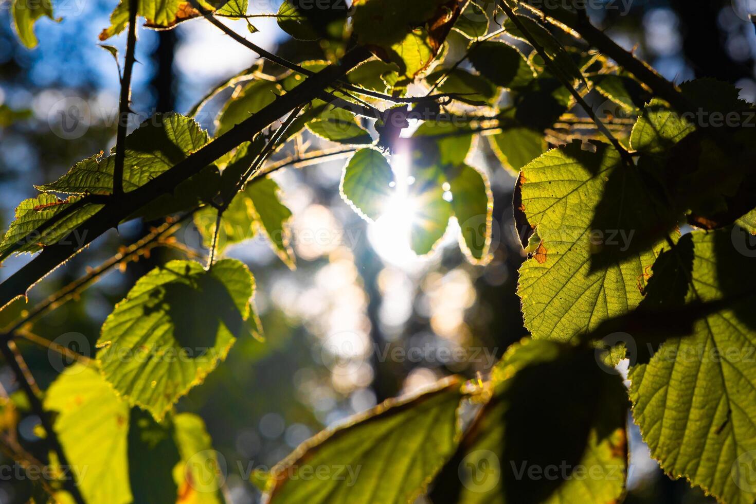 folhas e luz solar. folhas em a árvore retroiluminado de Sol foto