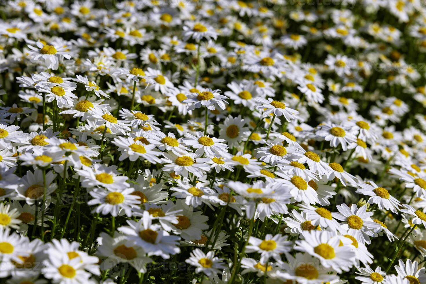 margaridas dentro cheio quadro, Armação visualizar. natureza ou flora fundo foto