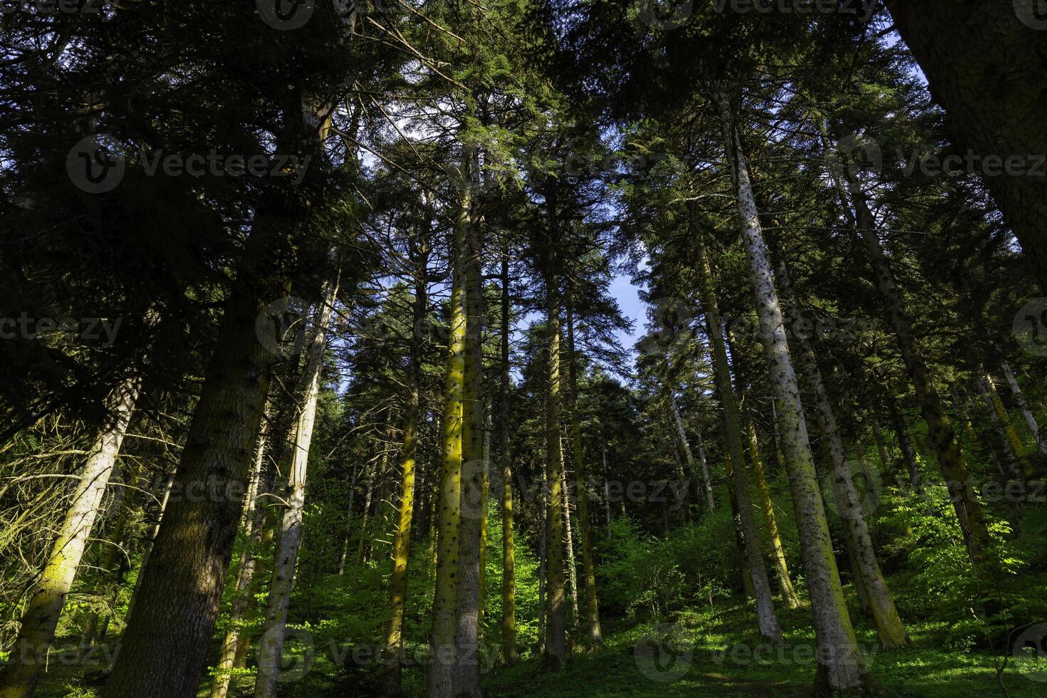 carbono neutro ou carbono internet zero conceito foto. exuberante pinho árvores dentro a floresta. foto