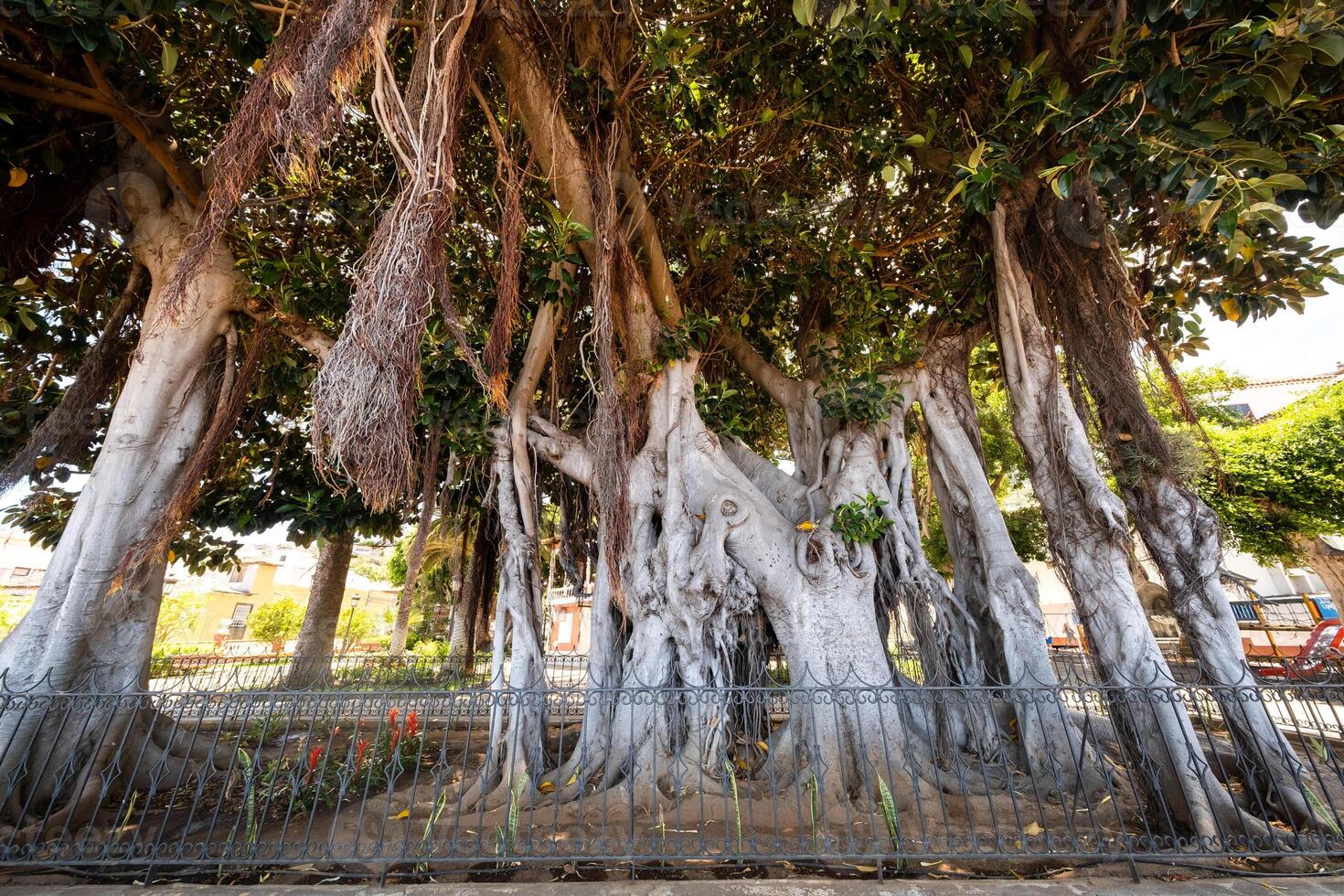 icod de los Vinos , tenerife, islas canárias, vovó rbol de ficus en el jarro n robô nico foto